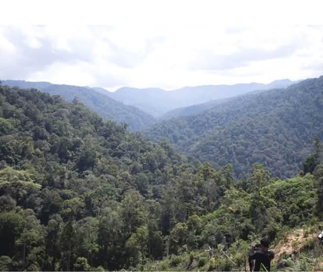 View of the rainforest from above