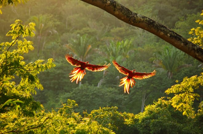 Two red macaws flying over the rainforest, wings spread