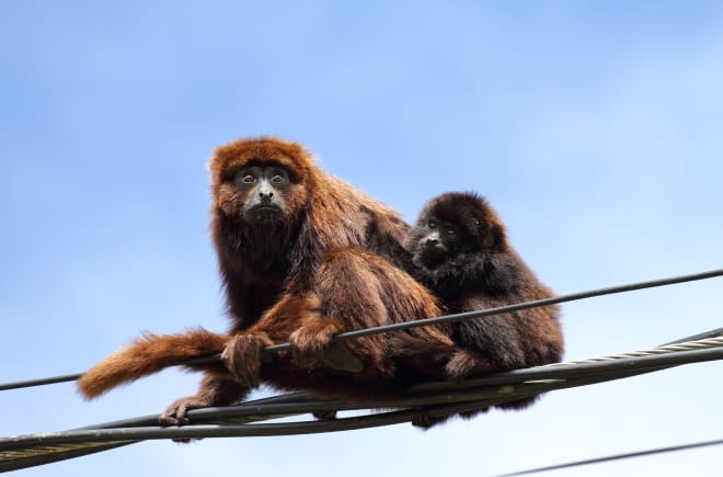 Southern brown howler monkey mother and juvenile sitting on a power line