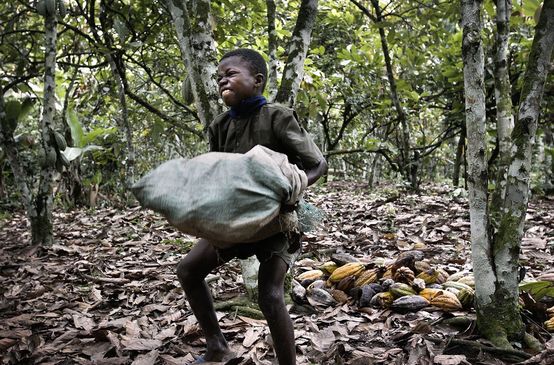 Child laborer on cocoa plantation, Ivory Coast
