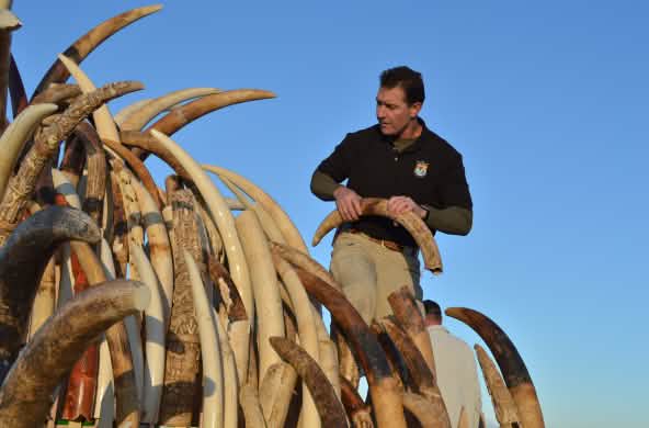 Seized ivory
