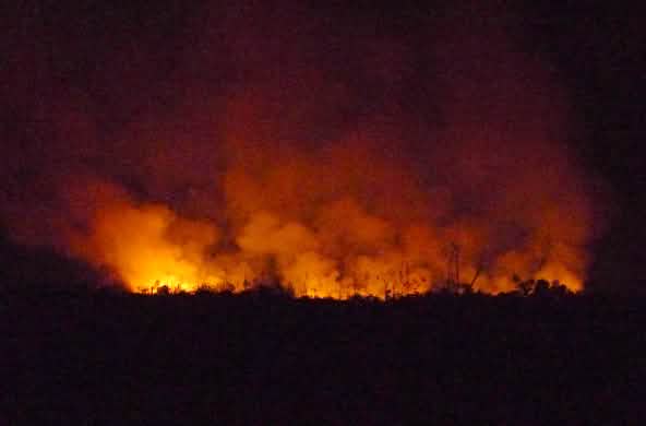 Night shot of forest fire with embers and smoke