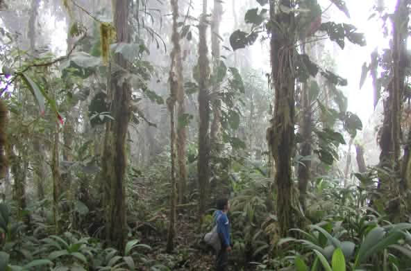 A person among the trunks overgrown with mosses and epiphytes in a misty mountain rainforest