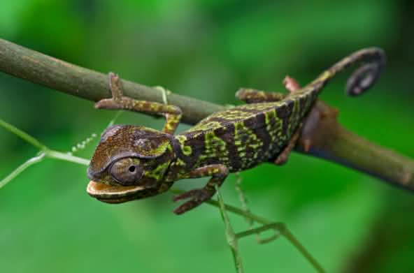 A chameleon with a green and brown pattern, clinging to a branch
