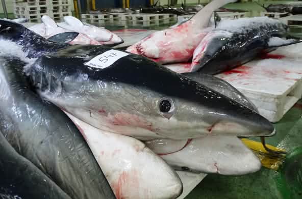 Dead sharks in a fish auction hall