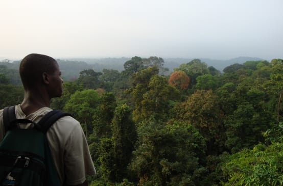 Rainforest south of Korup National Park, Cameroon