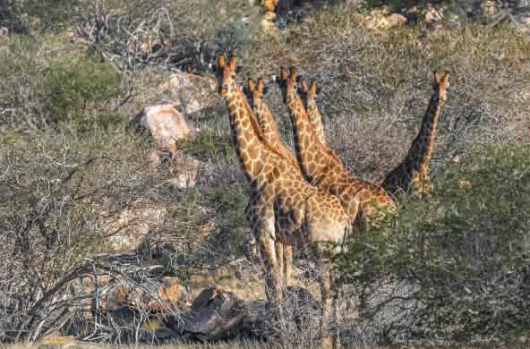 Giraffes