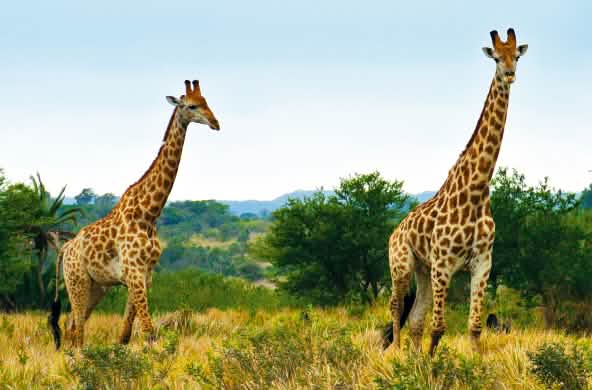 Giraffes in South Africa