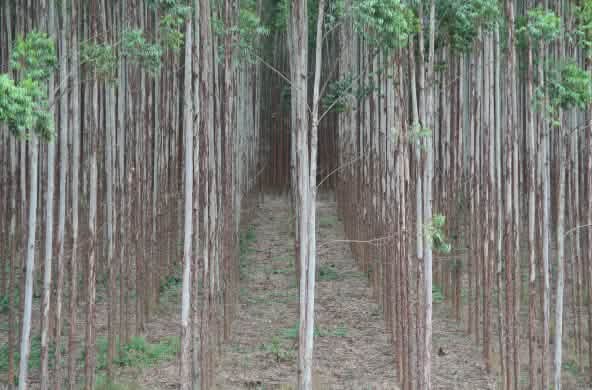 Eucalyptus tree plantation