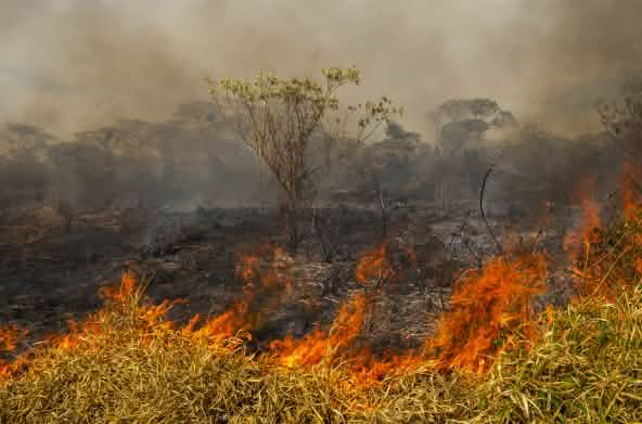 Forest fire in Brazil