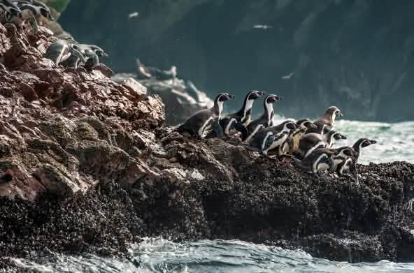 Humboldt penguins on a rocky coastline