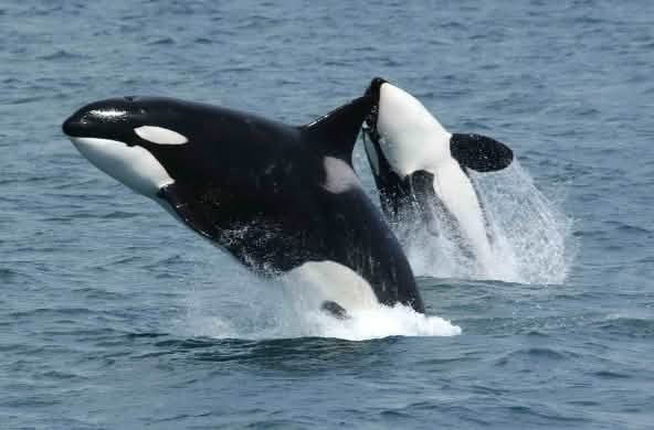 Two orcas