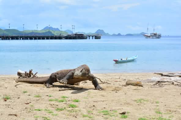 Komodo dragon on the beach