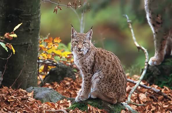 A Balkan lynx in the forest