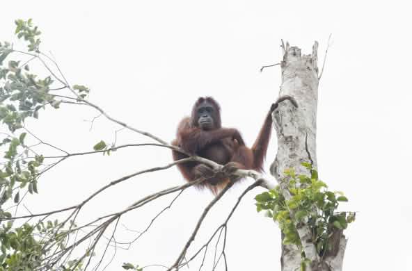 Orangutan in tree
