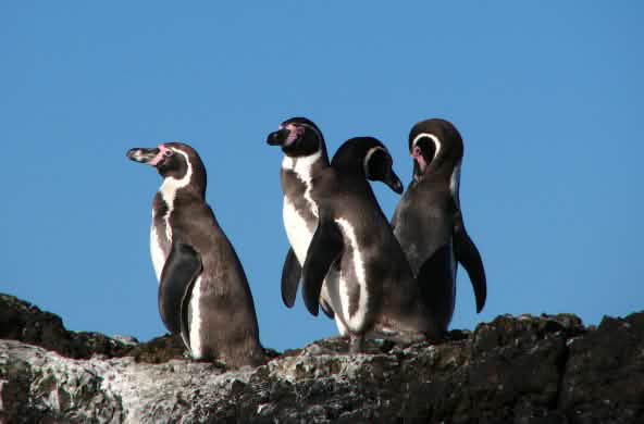 Humboldt penguins in Chile