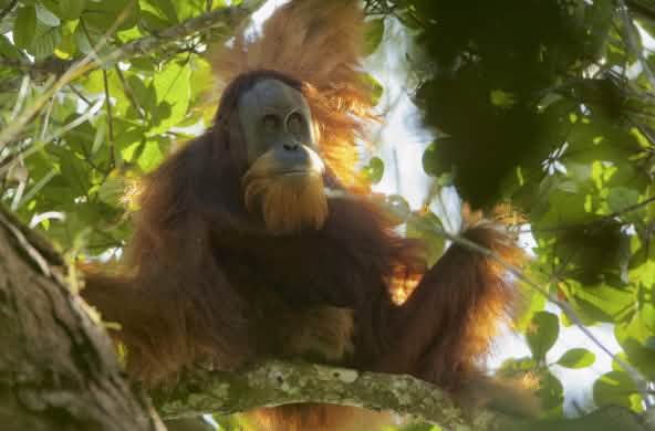 Tapanuli orangutan