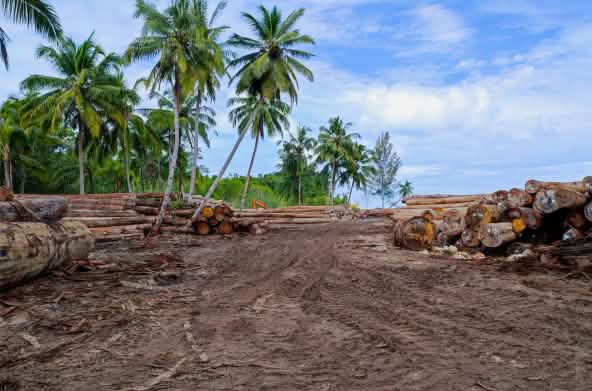 Logs under palms