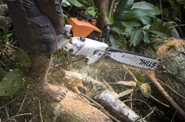 A logger with a Stihl chainsaw