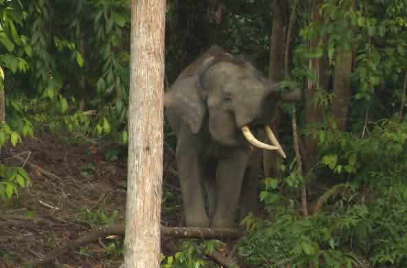 Sumatran forest elephant