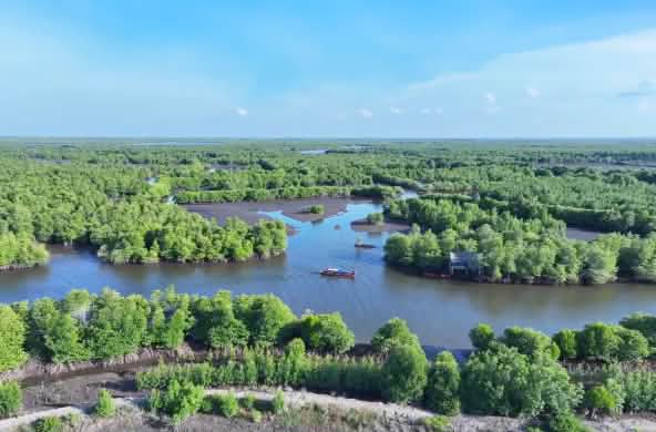 View of a Mangrove forest from above