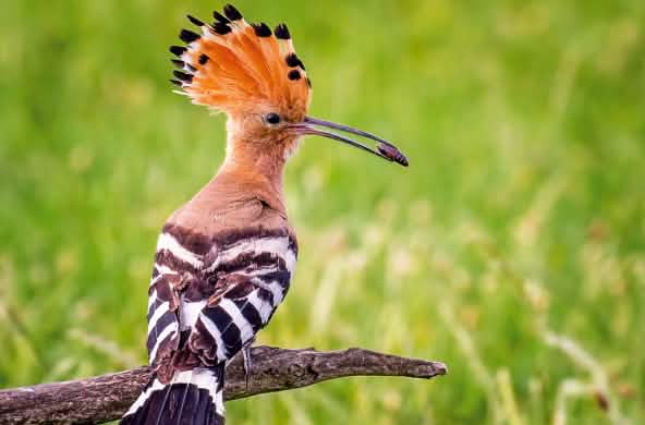 Eurasian hoopoe (Upupa epops)