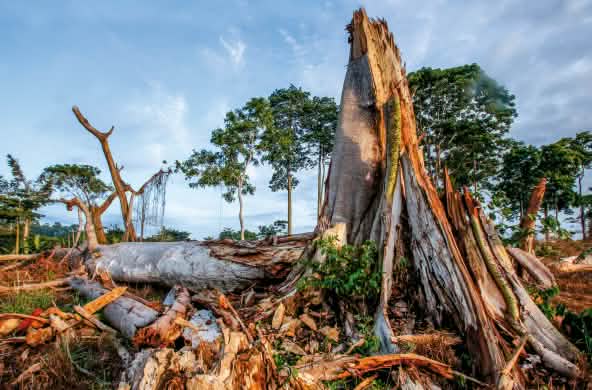 Deforestation