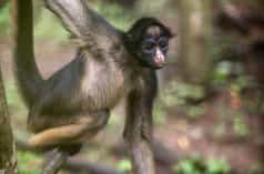 A white-bellied spider monkey on a tree