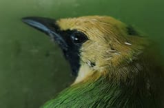 Head of a green bird with a yellow crown