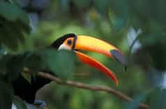 A giant toucan sitting on a branch in the rainforest