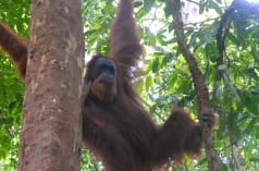 A Sumatran orangutan in a tree