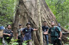 Men at the foot of a huge tree