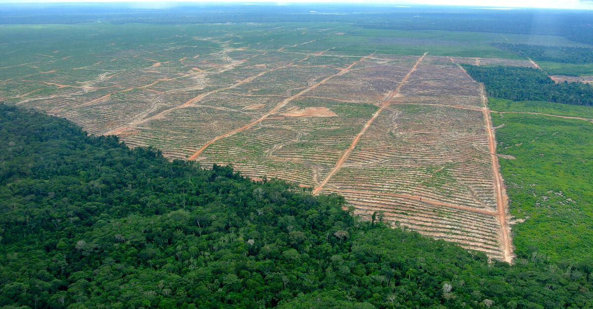 Shocking Facts You Need To Know About Palm Oil