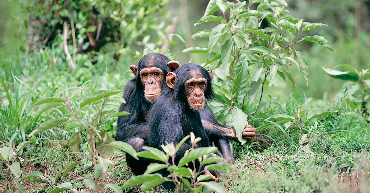 Wild Chimpanzee Drinking