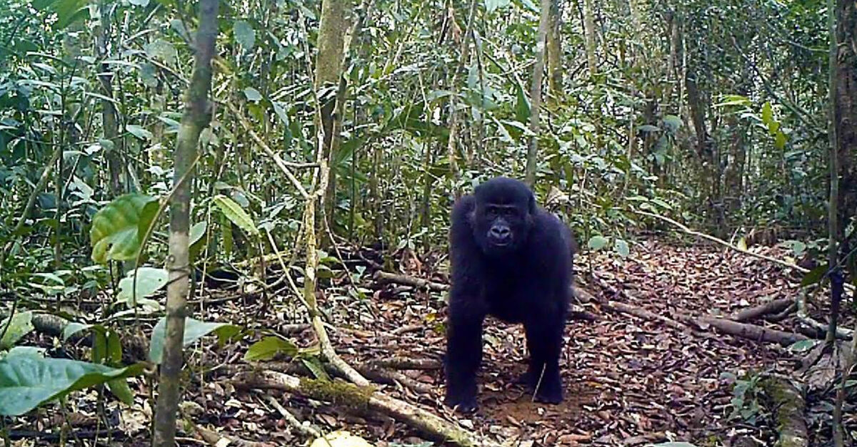 Cameroon S Ebo Forest Needs Ironclad Protection Rainforest Rescue