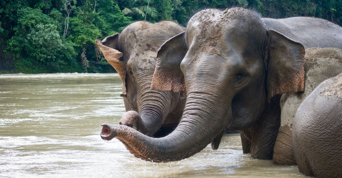 The Last Sumatran Elephants Need Your Voice Rainforest Rescue