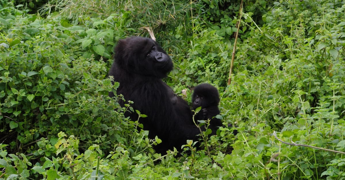 The Congo Basin is under threat - here's why we need to act now - WildAid