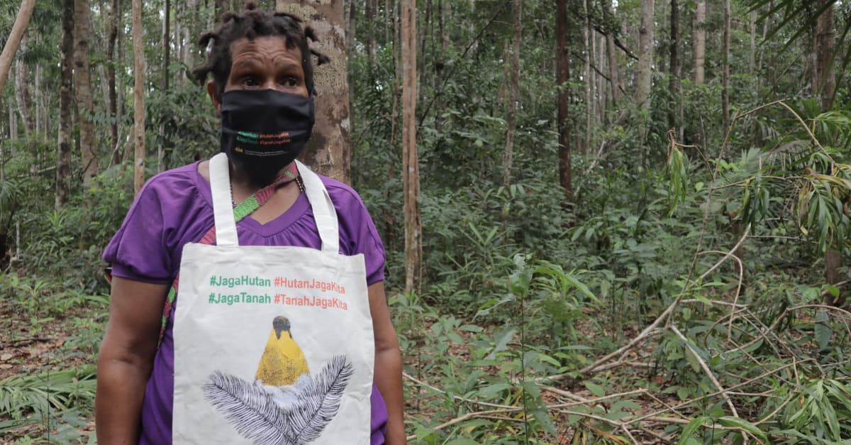 Forest recognition for Papua tribe raises hopes for climate, Environment  News