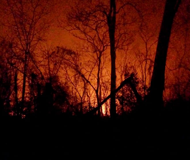 The charred remains of trees stand out against the night sky lit red by fires