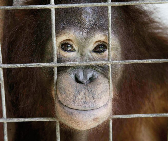 Orangutan looks out of cage