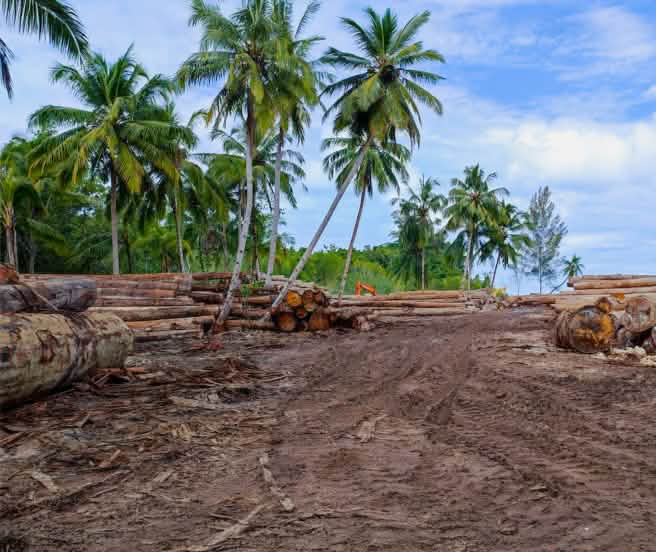 Logs under palms