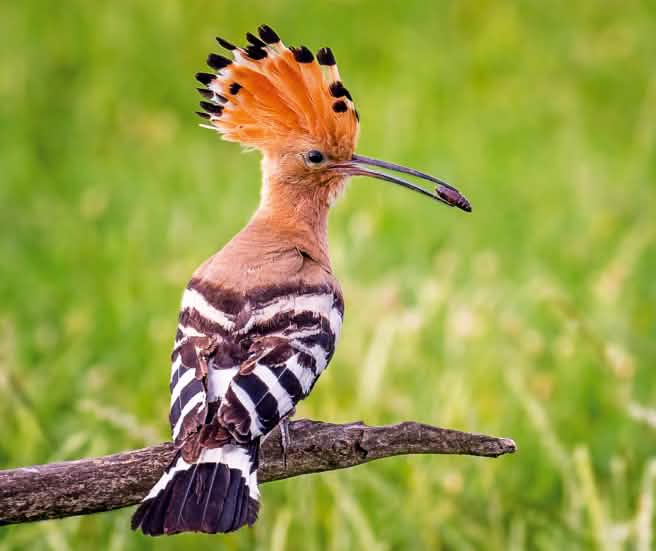 Eurasian hoopoe (Upupa epops)