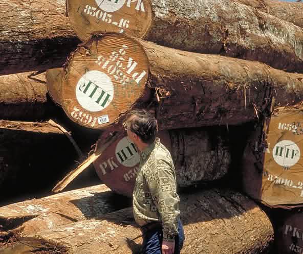Stacks of illegally logged tree trunks