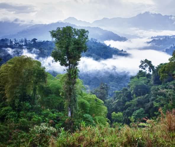 Los Cedros mountain rainforest, Ecuador