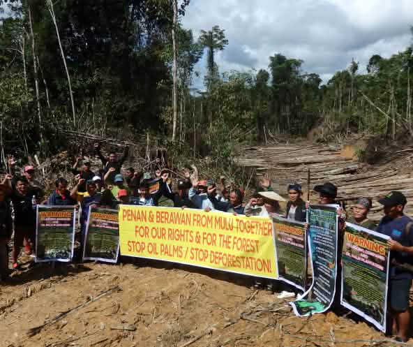 Penan and Berawan people resisting logging in Mulu forest, Sarawak, Malaysia