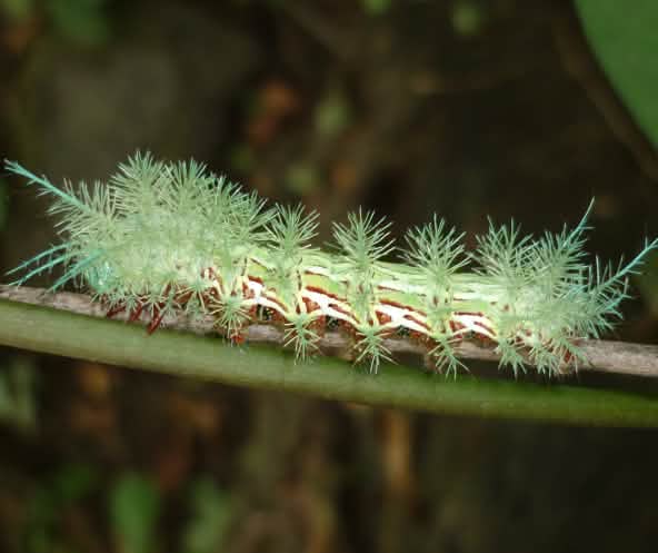 Caterpillar of the Automeris sp. moth