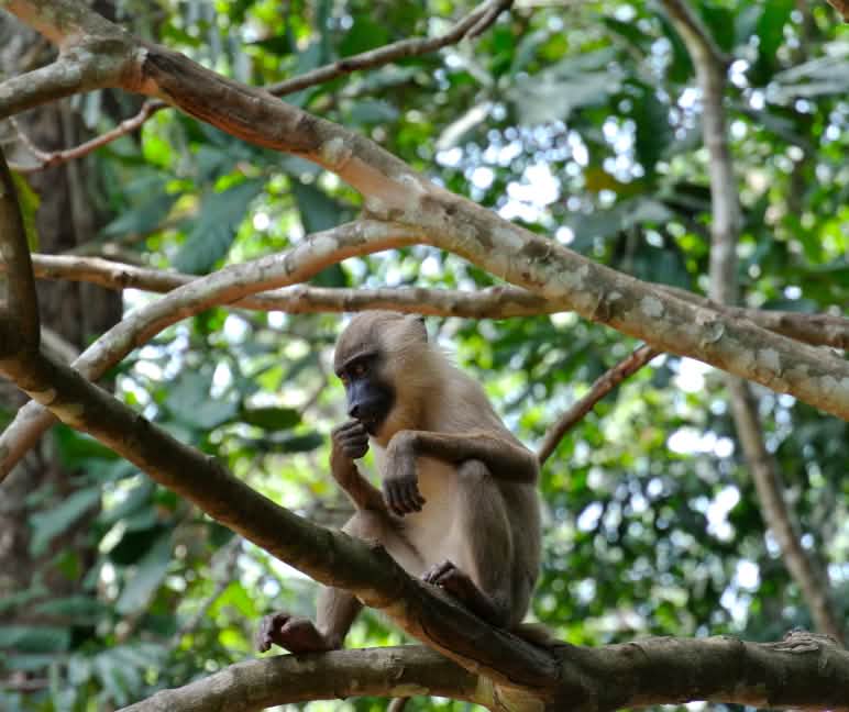 Intact rainforests are the habitat of an untold number of animals – many still undocumented by science Primate on a tree