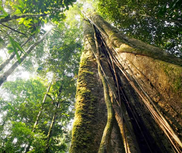 Mighty trees form a dense canopy Amazon rainforest