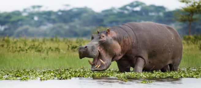 Hippo in Lake Naivasha
