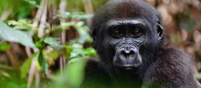 Western lowland gorilla (Gorilla gorilla gorilla)